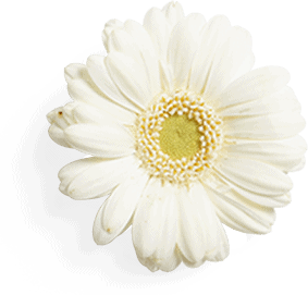 flower-right.png