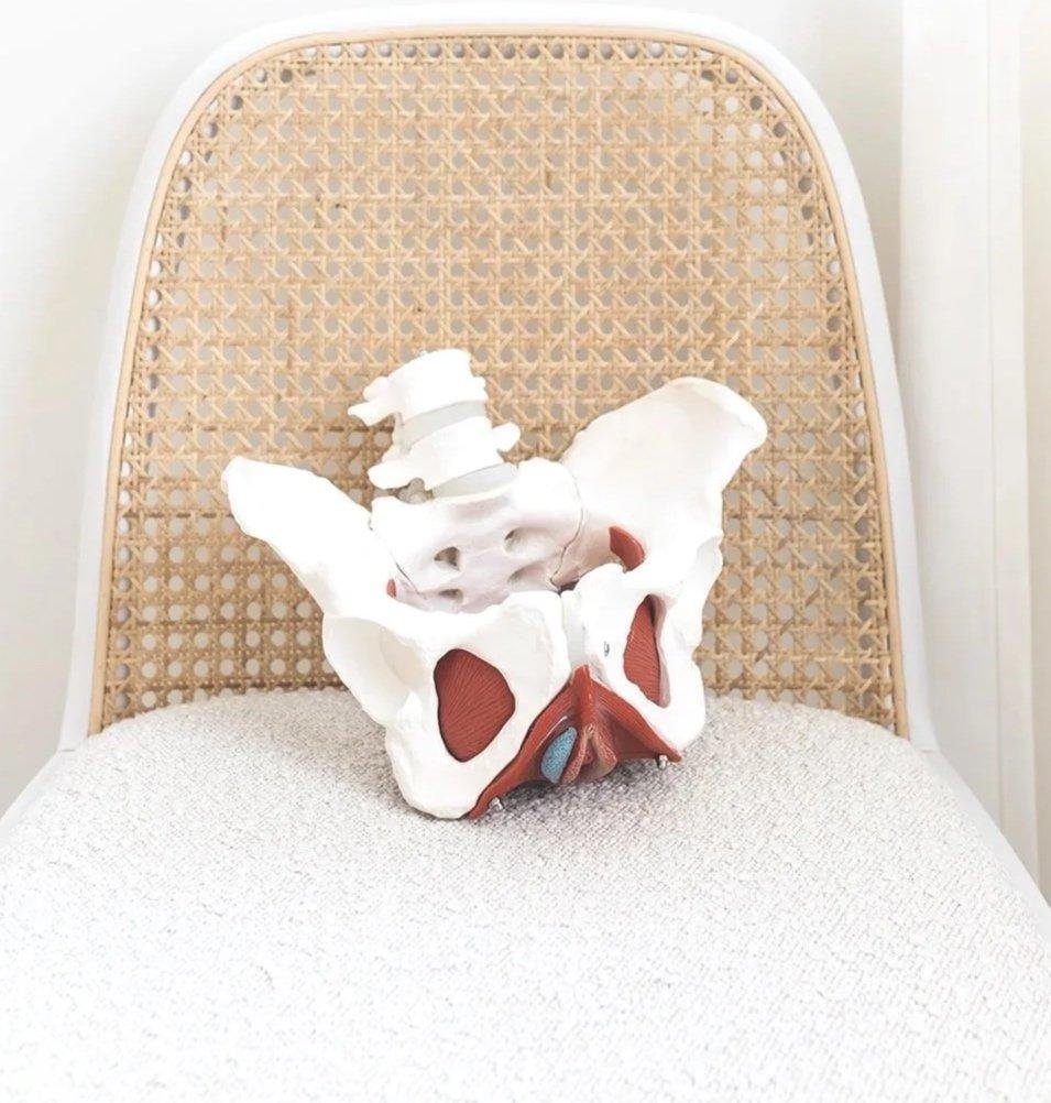 modelo-anatomico-pelvis